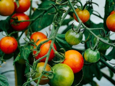 St Tudy Garden Produce