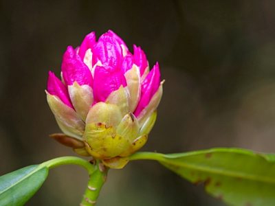 Tremeer Gardens